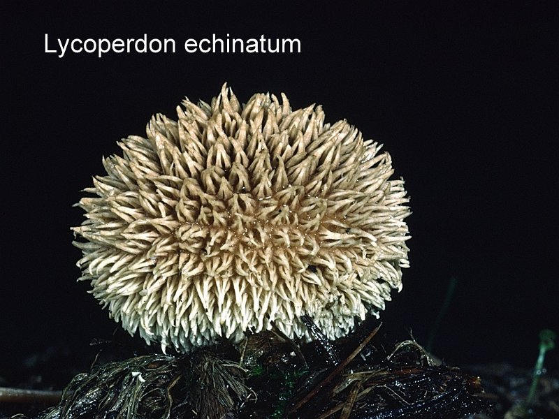 Lycoperdon echinatum-amf1926-1.jpg - Lycoperdon echinatum ; Nom français: Vesse de loup hérisson